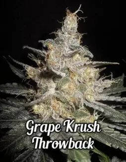Grape Krush Throwback cannabis seeds by DJ Short Seeds, featuring Grape Krush and F4 Blueberry hybrid