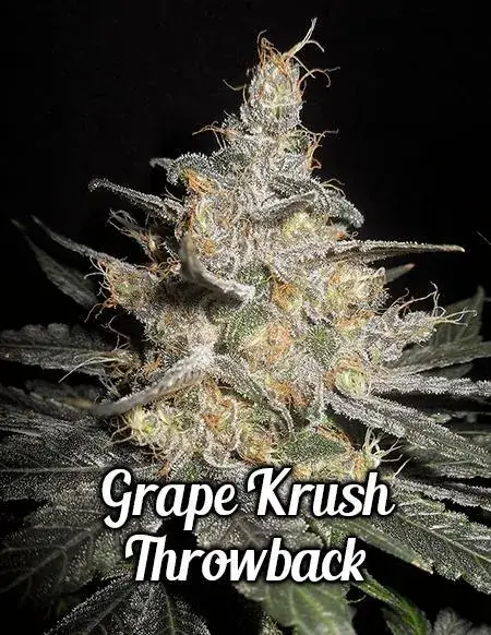 Grape Krush Throwback cannabis seeds by DJ Short Seeds, featuring Grape Krush and F4 Blueberry hybrid