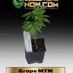 Grape MTN Clones - ACC