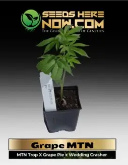 Healthy Grape MTN Clone in 3.5(space)inch pot, showcasing vibrant purple hues and dense buds