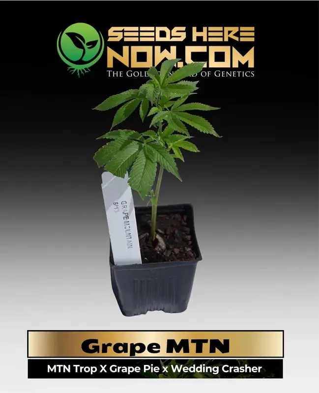 Healthy Grape MTN Clone in 3.5-inch pot, showcasing vibrant purple hues and dense buds