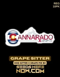Grape Sitter Cannabis Seeds by Cannarado Genetics featuring Dog Sitter and Grape Pie BX lineage