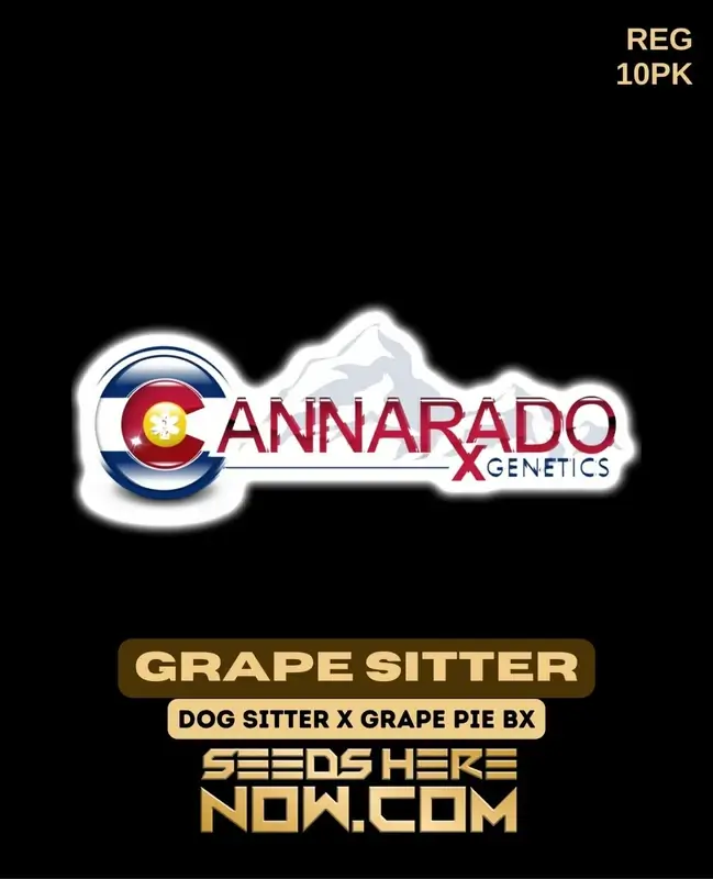 Grape Sitter Cannabis Seeds by Cannarado Genetics featuring Dog Sitter and Grape Pie BX lineage
