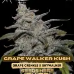 Grape Walker Kush (Autoflower) - Mephisto Genetics
