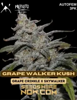 Image of Grape Walker Kush cannabis seeds by Mephisto Genetics, featuring robust grape and earthy tones.