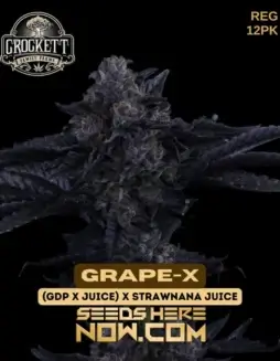 Grape(space)X regular cannabis seeds, a hybrid strain by Crockett Family Farms with grape, citrus, and earthy aroma