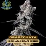 Grapechata (Feminized) - Exotic Genetix