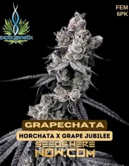 Grapechata Feminized Seeds (space) Hybrid Strain with Grape and Creamy Aroma