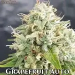 Grapefruit (Autoflower) - Automatically Delicious
