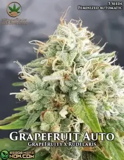 Grapefruit Auto autoflowering cannabis seeds, a hybrid strain with citrus aroma