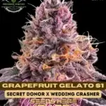 Grapefruit Gelato S1 (Feminized) - Precursor Genetics