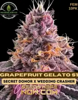Grapefruit Gelato S1 Feminized Seeds (space) Hybrid Cannabis by Precursor Genetics