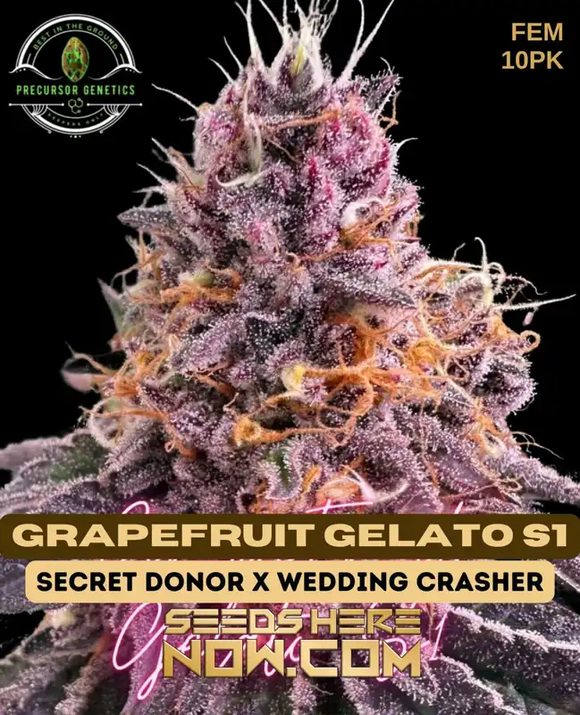 Grapefruit Gelato S1 Feminized Seeds - Hybrid Cannabis by Precursor Genetics