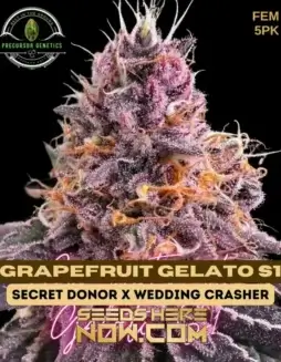 Grapefruit Gelato S1 feminized seeds featuring citrus and creamy aroma
