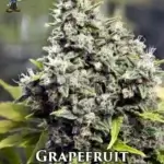 Grapefruit S1 (Feminized) - Dr. Blaze