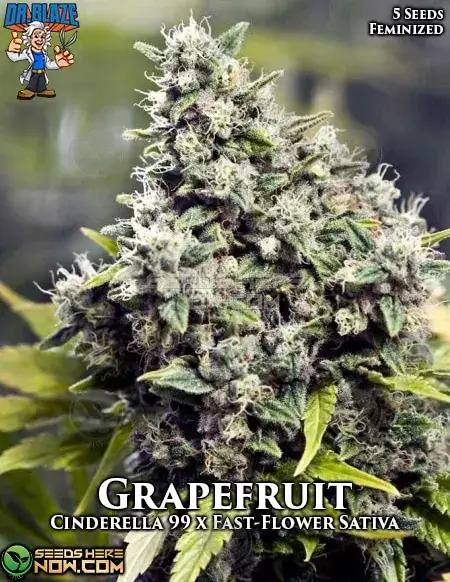 Grapefruit S1 Feminized Cannabis Seeds by Dr. Blaze