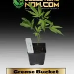 Grease Bucket Clones - ACC