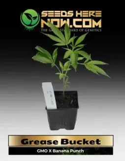 Grease Bucket Clones in soil pot (space) Indica(space)dominant hybrid of GMO and Banana Punch