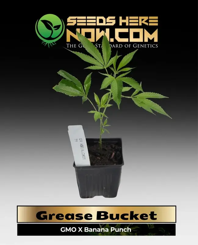 Grease Bucket Clones in soil pot - Indica-dominant hybrid of GMO and Banana Punch