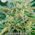 Grease Gun (Autoflower) - Atlas Seeds