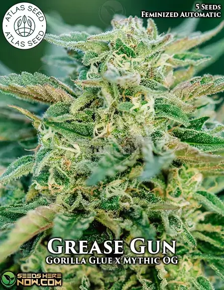 Grease Gun Autoflower Cannabis Seeds - High THC and Quick Flowering
