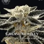 Grease Monkey S1 (Feminized) - Elite Clone Seed Company