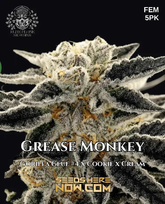 Grease Monkey S1 cannabis seeds, Indica-dominant hybrid with diesel and sweet aromas