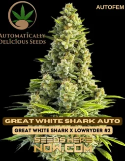 Close(space)up image of Great White Shark Auto Cannabis Seeds