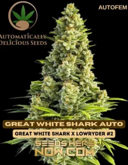 Great White Shark Auto cannabis seeds, 65% Indica 35% Sativa, High THC levels