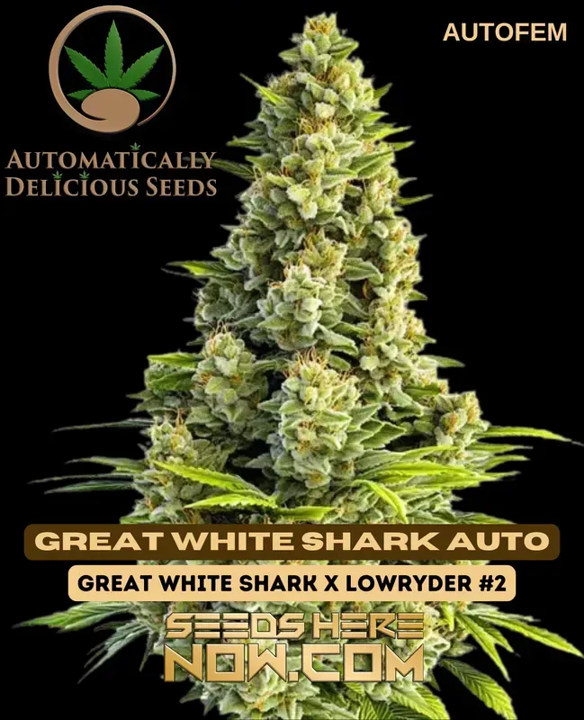 Great White Shark Auto cannabis seeds, 65% Indica 35% Sativa, High THC levels