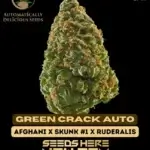 Green Crack (Autoflower) - Automatically Delicious