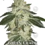 Green Crack (Autoflower) - Fast Buds