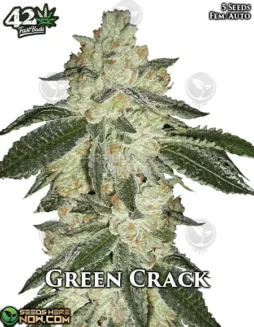 Green Crack Auto Cannabis Seed Pack by Fast Buds with citrus and mango aroma
