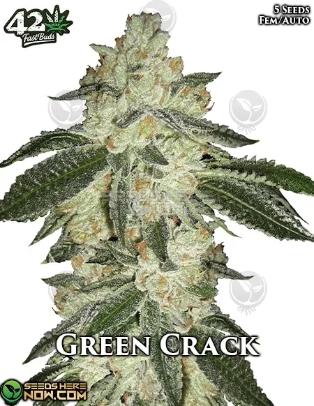 Green Crack Auto Cannabis Seed Pack by Fast Buds with citrus and mango aroma