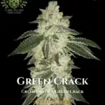 Green Crack S1 (Feminized) - Elite Clone Seed Company