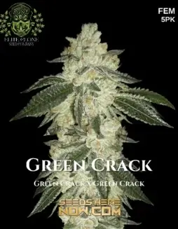 Green Crack S1 (Feminized) (space) Elite Clone Seed CompanyClose(space)up of Green Crack S1 feminized cannabis seeds with vibrant green buds and orange pistils