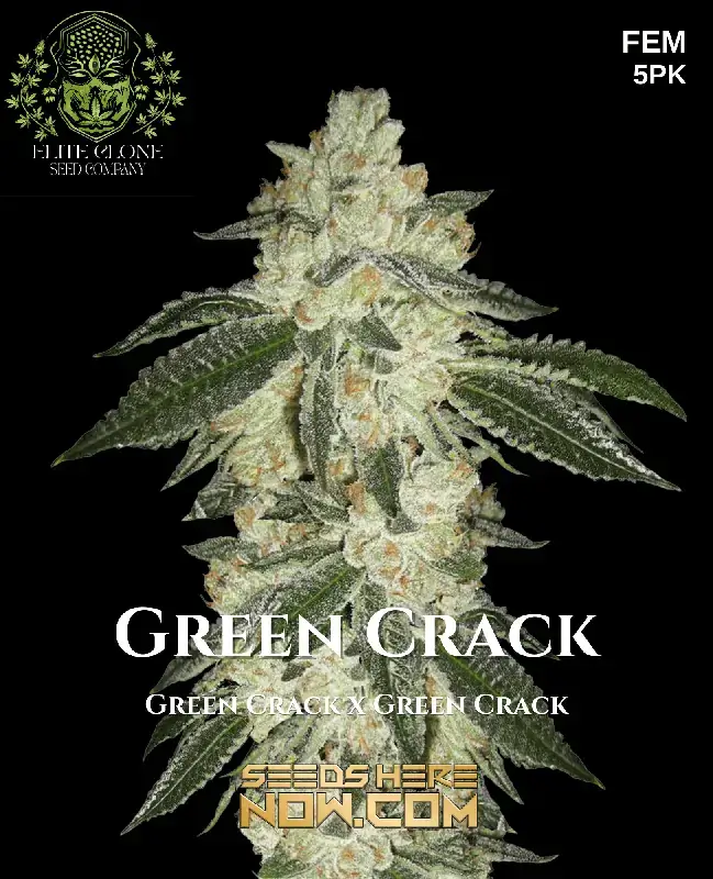 Close-up of Green Crack S1 feminized cannabis seeds with vibrant green buds and orange pistils