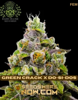 Green Crack x Do(space)Si(space)Dos S1 Feminized Seeds (space) a Hybrid Cannabis Strain with Balanced Effects