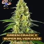 Green Crack x Super Silver Haze (Feminized) - Dr. Blaze
