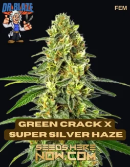 Green Crack x Super Silver Haze S1 Feminized Cannabis Seeds by Dr. Blaze
