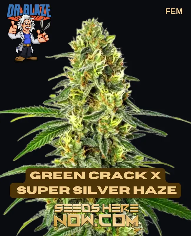 Green Crack x Super Silver Haze S1 Feminized Cannabis Seeds by Dr. Blaze