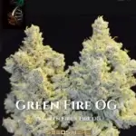 Green Fire OG (Regular) - Green Fire Genetics