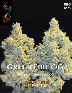 Green Fire OG Regular Seeds (space) Indica Dominant Hybrid