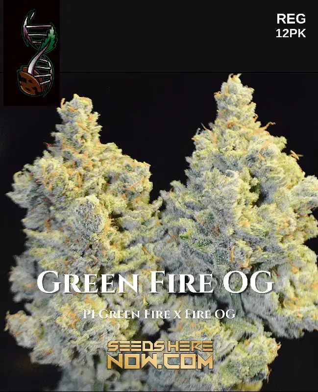 Green Fire OG Regular Seeds - Indica Dominant Hybrid