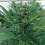 Green Room CBD (Regular) - Best Coast Genetics