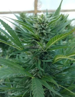 Green Room CBD Cannabis Seeds by Best Coast Genetics featuring Otto x AC/DC lineage