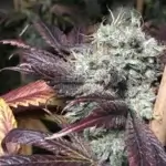 Grim Bastard OG (Regular) - Solfire Gardens