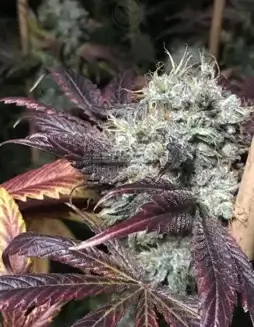 Pack of Grim Bastard OG Regular Cannabis Seeds by Solfire Gardens