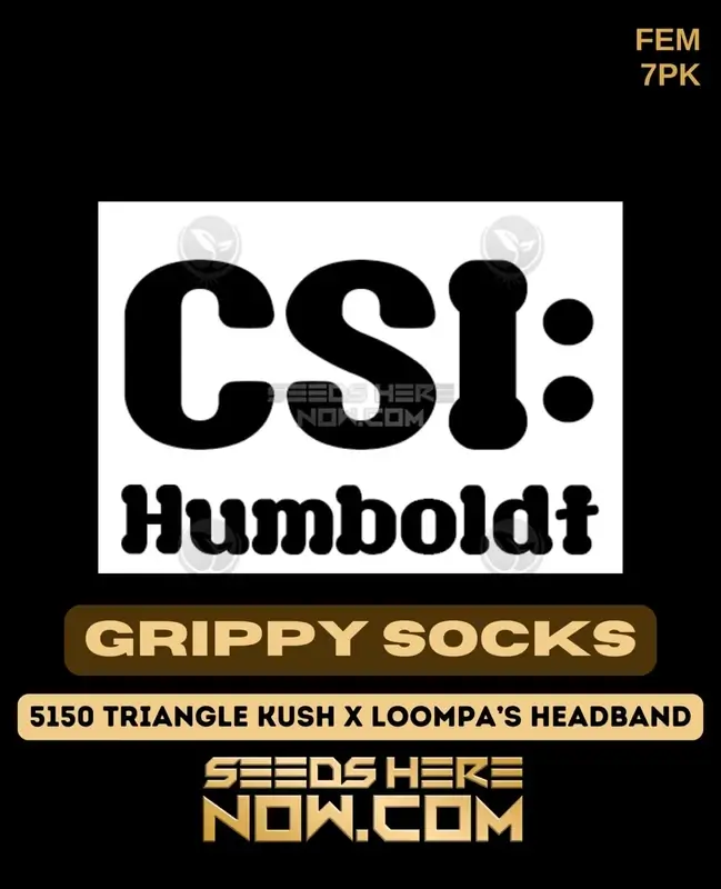 Grippy Socks feminized cannabis seeds by CSI Humboldt, featuring 5150 Triangle Kush and Loompa’s Headband genetics
