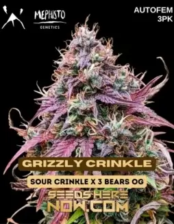 Grizzly Crinkle Cannabis Seeds (space) Autoflowering Indica blend by Mephisto Genetics